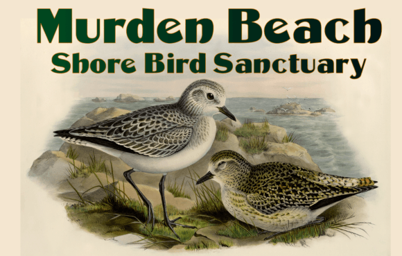 Murden: Integrating a Bold Vintage Display Font into Your Design Workflow